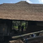 atap alang-alang